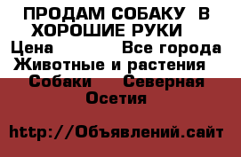 ПРОДАМ СОБАКУ  В ХОРОШИЕ РУКИ  › Цена ­ 4 000 - Все города Животные и растения » Собаки   . Северная Осетия